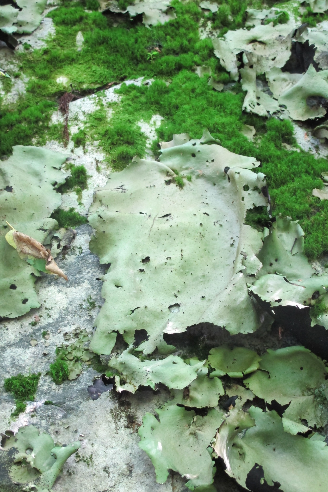 Umbilicaria image