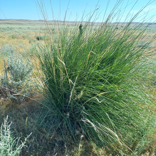 Neotrinia splendens, photograph 5
