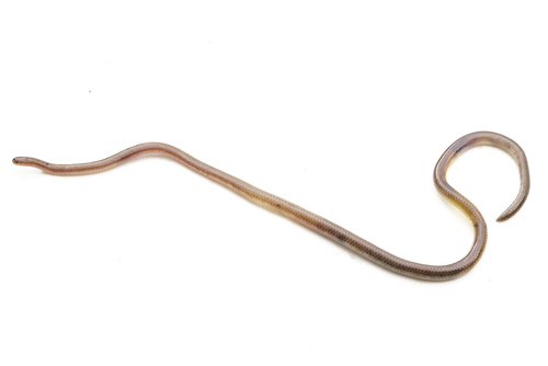 Ionides’ worm snake