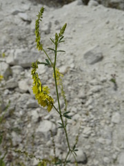 Melilotus officinalis