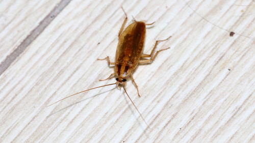German cockroach
