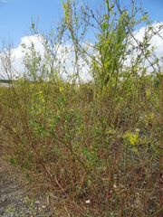 Melilotus officinalis