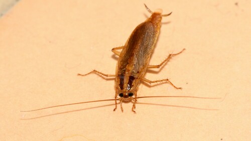 German cockroach