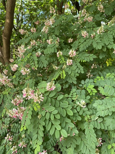 Indigofera jucunda, photograph 3