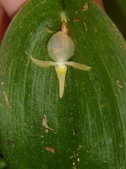 Pleurothallis apopsis