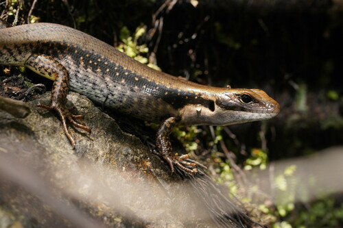 Southern Water Skink, photo 6 of 8