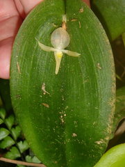Pleurothallis apopsis