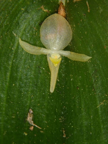 Apopsis Orchid