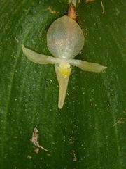 Pleurothallis apopsis