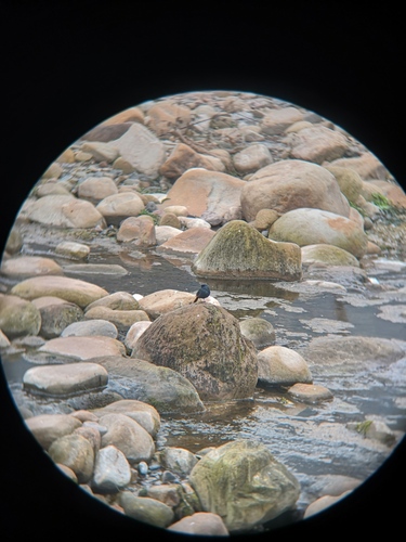 Plumbeous Water Redstart