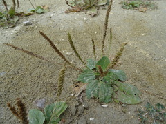 Plantago major