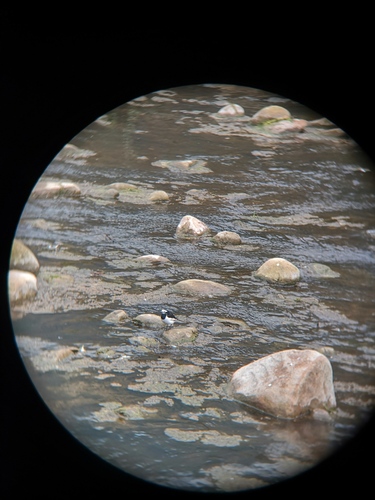 White Wagtail