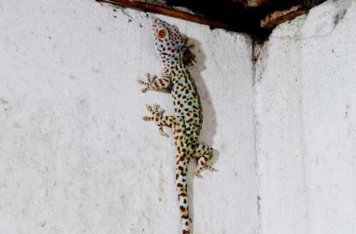 Gekko gecko