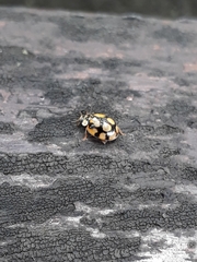 Adalia decempunctata