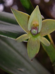 Epidendrum oxycalyx