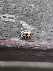 Adalia decempunctata