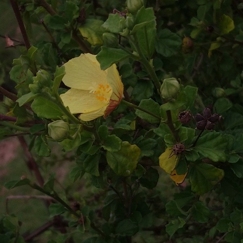 Image of Pavonia praemorsa by (c) Henry de Lange, some rights reserved (CC BY)