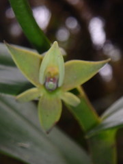 Epidendrum oxycalyx