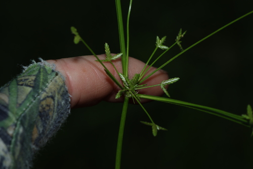 Image of Cyperus haspan by (c) Greg Tasney, some rights reserved (CC BY-SA)