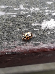 Adalia decempunctata