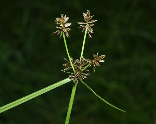 How to identify Cyperus sanguinolentus Vahl