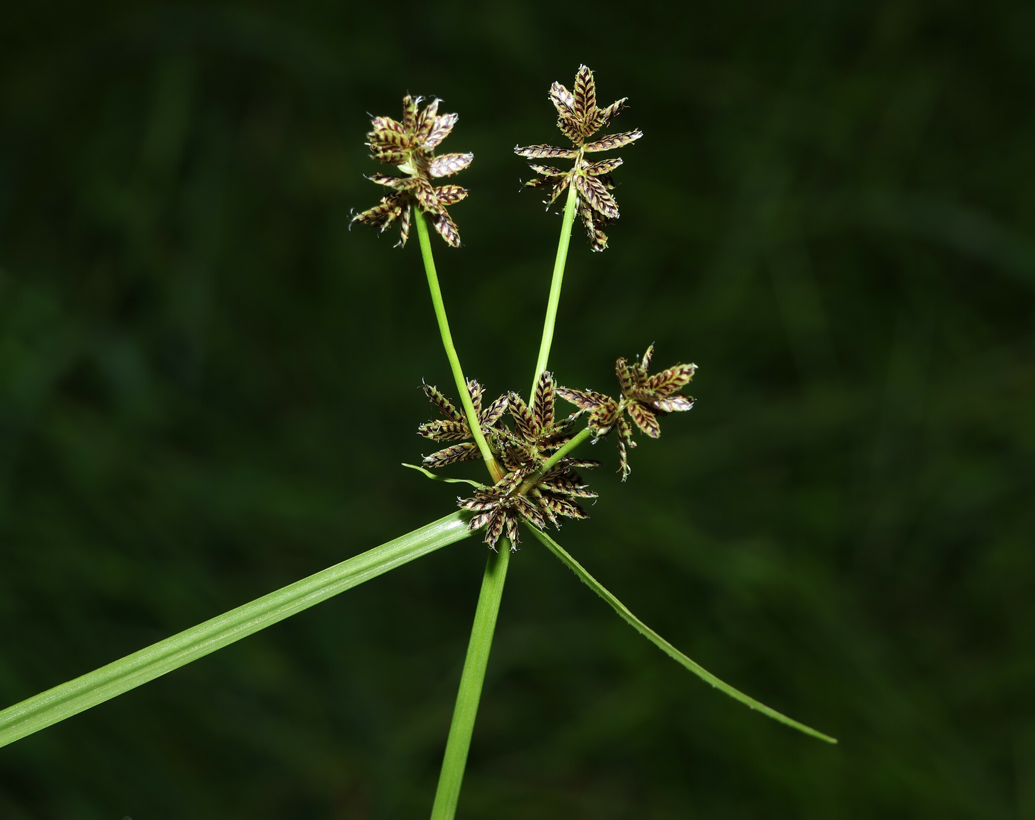 Cyperus sanguinolentus