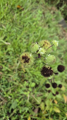 Image of Hyptis capitata by (c) Simon Scotland, some rights reserved (CC BY)
