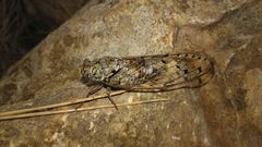 Cicada orni