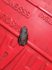Hyperolius parallelus