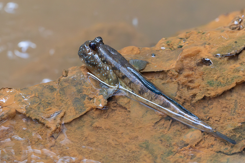 Atlantic mudskipper (Periophthalmus barbarus) — Gobiidae — 4