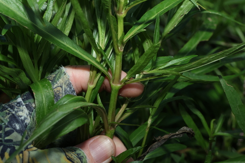 Image of Hygrophila angustifolia by (c) Greg Tasney, some rights reserved (CC BY-SA)