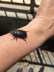 Lucanus mazama