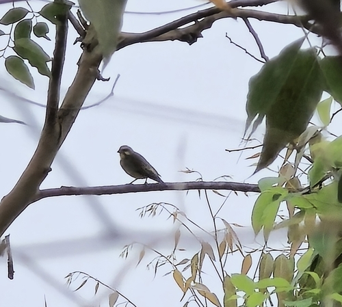 Yellow-fronted Canary
