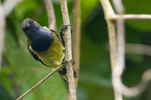 iNaturalist image