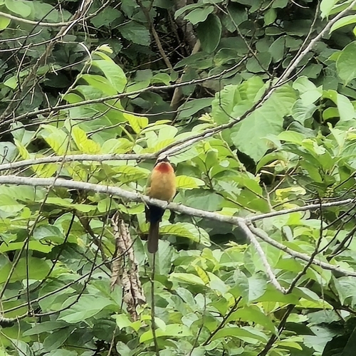 White-fronted Bee-eater