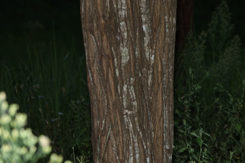 Image of Acacia maidenii by (c) Greg Tasney, some rights reserved (CC BY-SA)