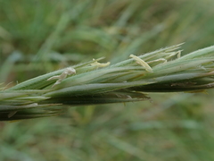 Leymus arenarius