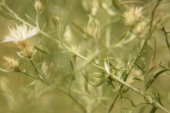 Centaurea diffusa