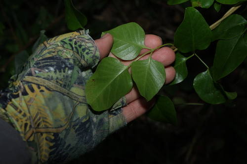 Image of Pandorea floribunda by (c) Greg Tasney, some rights reserved (CC BY-SA)