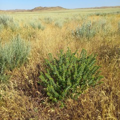 Propeller Plant (Arnebia decumbens)