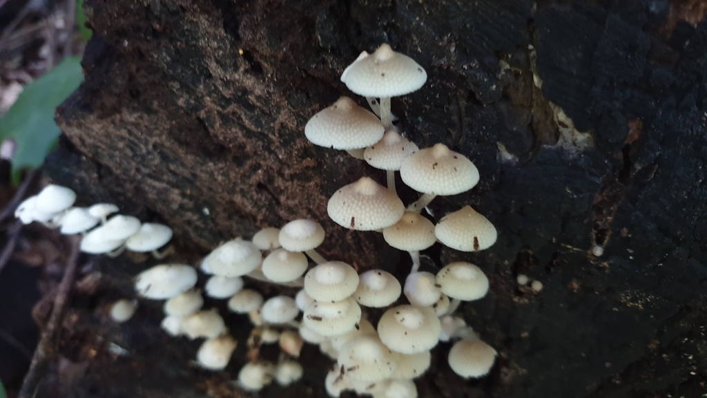 Favolaschia manipularis · January 2025 · photo: © andrew_thornhill (iNaturalist, cc-by)