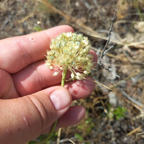 Allium petraeum, photograph 2