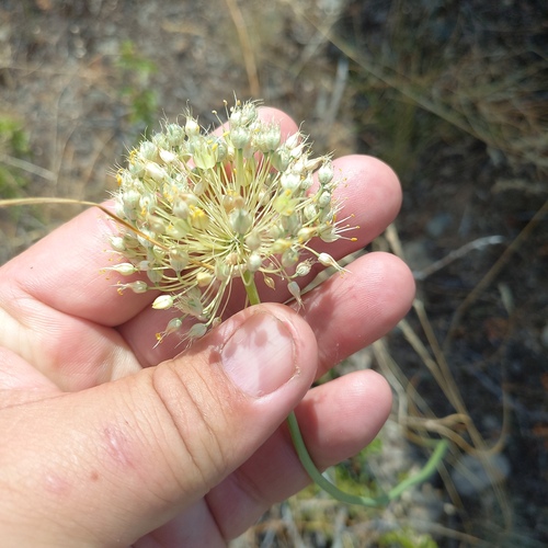 Allium petraeum, photograph 1