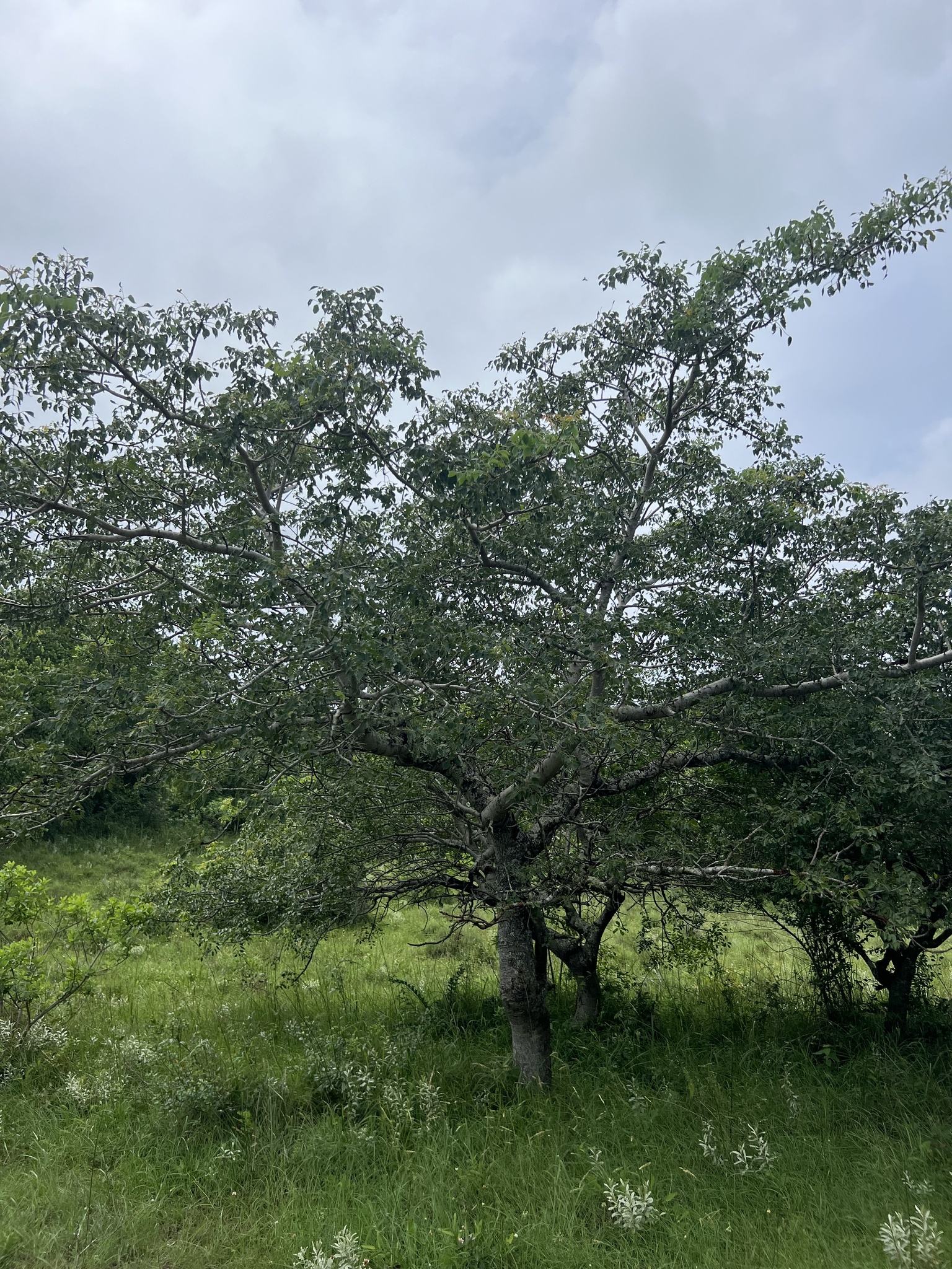Imagem de Marula
