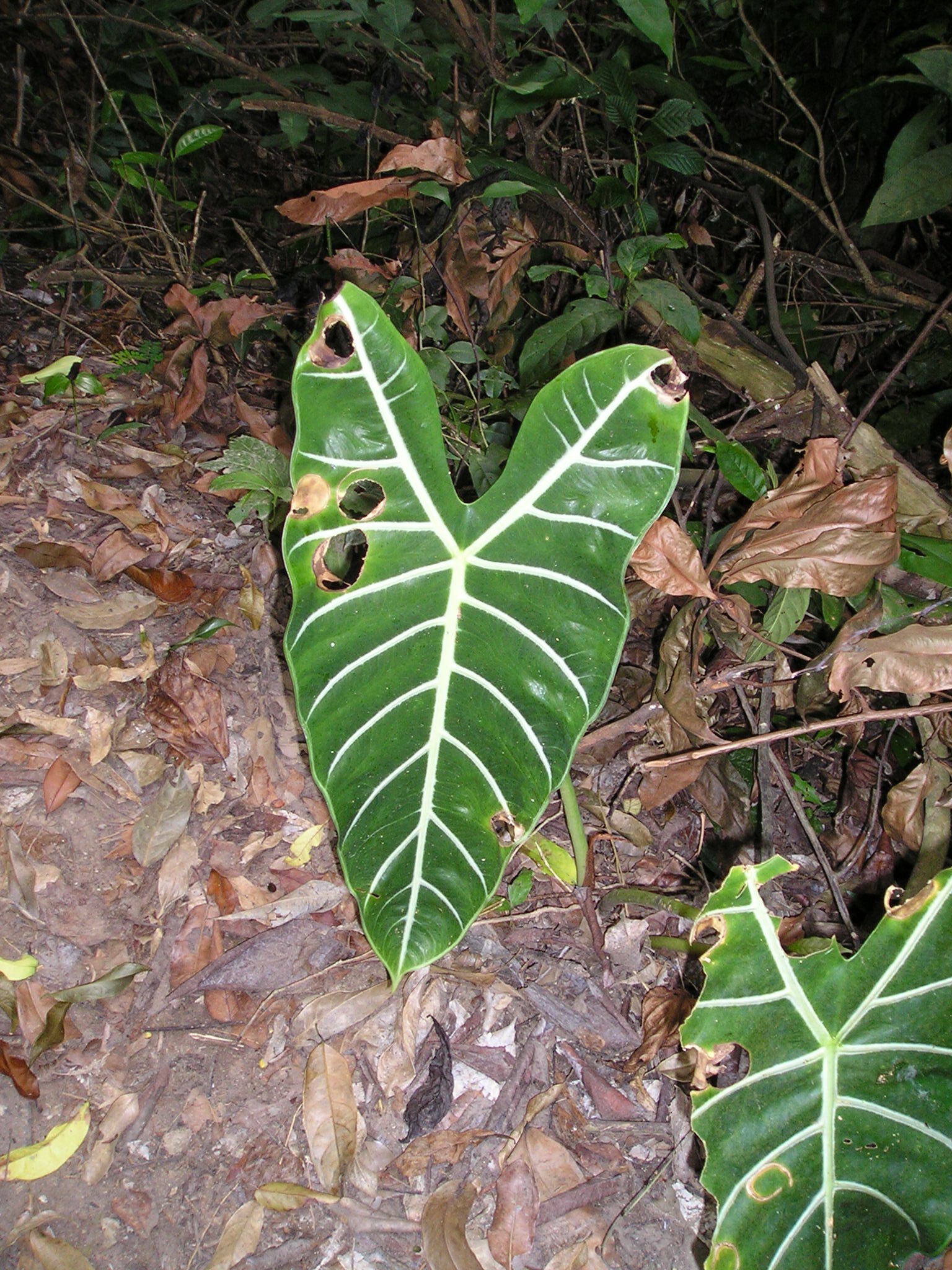 Alocasia longiloba