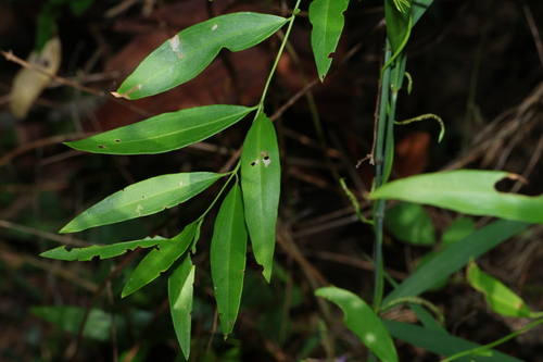 Image of Jasminum simplicifolium by (c) Greg Tasney, some rights reserved (CC BY-SA)
