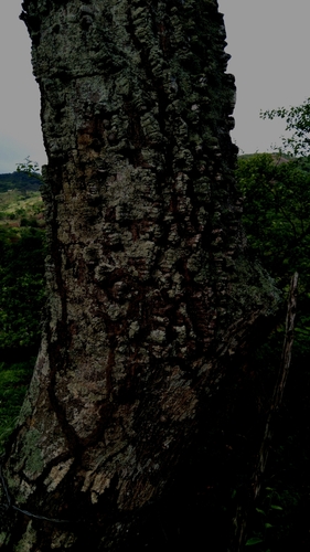 Image of Anadenanthera macrocarpa by (c) cristianol1456, some rights reserved (CC BY-SA)