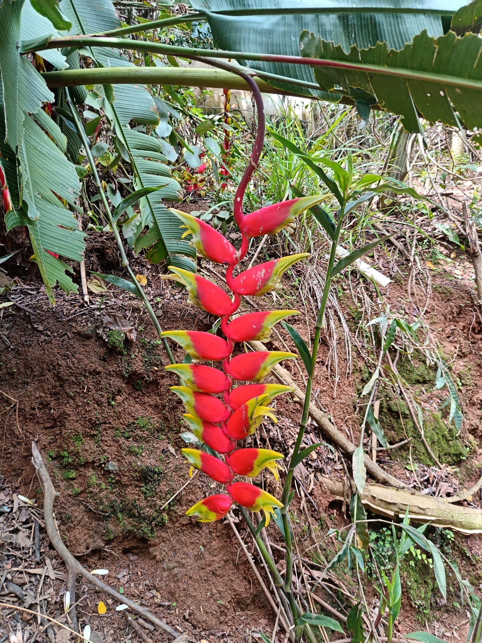 Heliconia rostrata