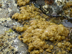 Leathesia marina