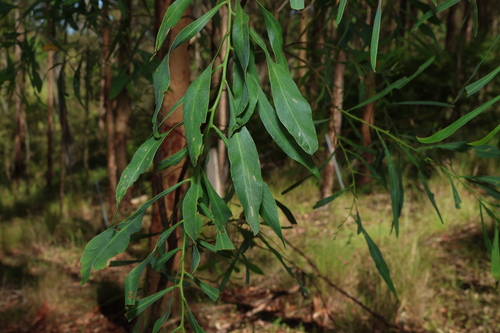 Image of Acacia salicina by (c) Greg Tasney, some rights reserved (CC BY-SA)